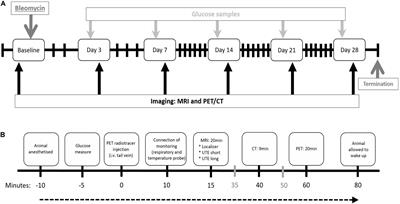 Imaging Biomarkers and Pathobiological Profiling in a Rat Model of Drug-Induced Interstitial Lung Disease Induced by Bleomycin